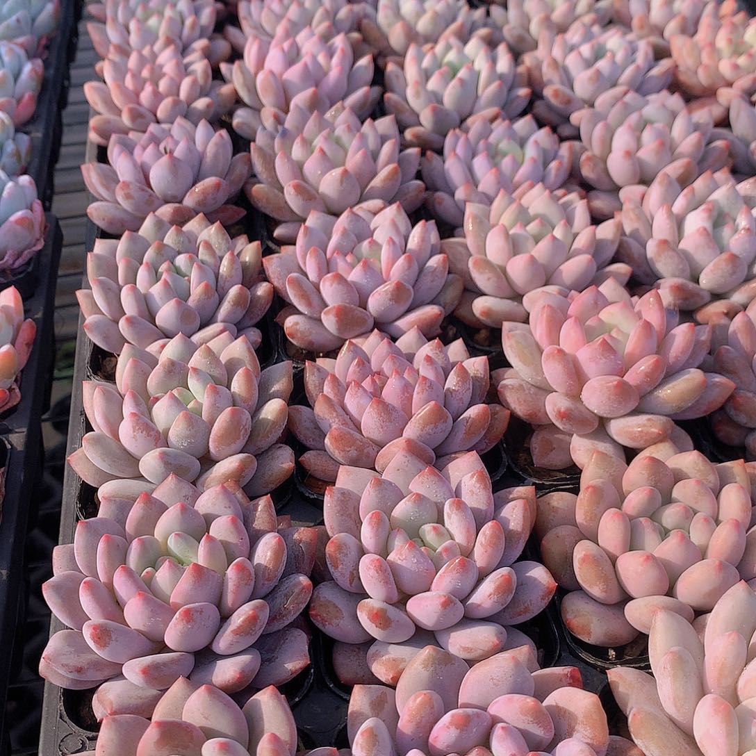 半夏345678999000000