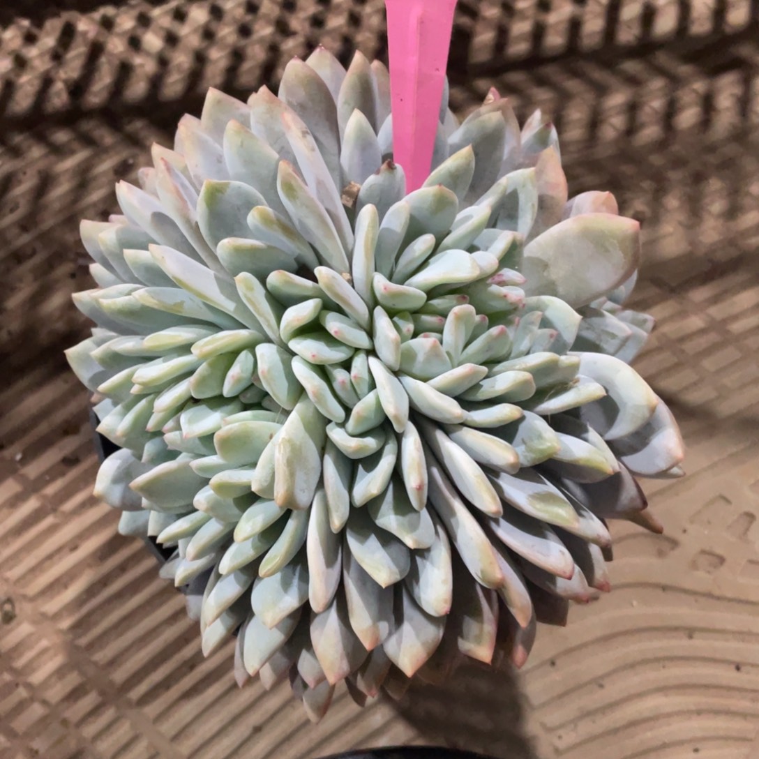 149号星影缀化多头