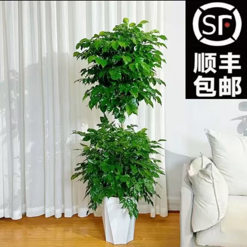 【顺丰送货上门】双层幸福树含盆高度1.3-1.5米净化空气吸甲醛2