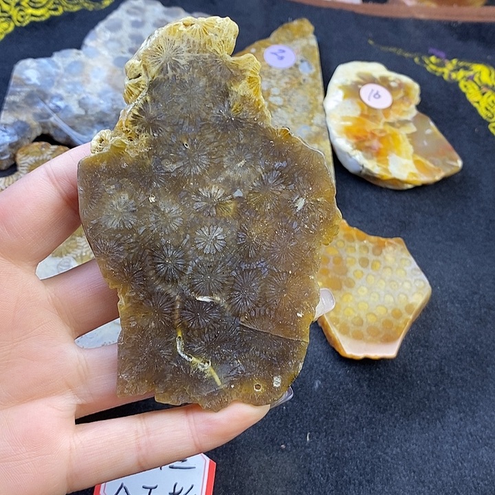 硅化玉未镶嵌颈饰