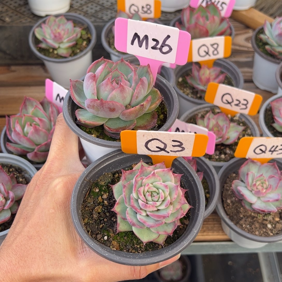 笑**开M26Q3惊鸿多肉