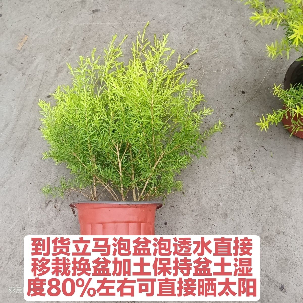 黄金香柳树苗千层金盆栽地栽室内外庭院花园多年生木本植物常青