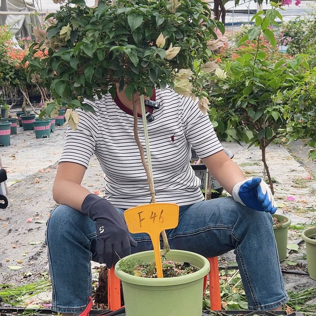 0***1大部分花苞少量开放F46少女心，魔法