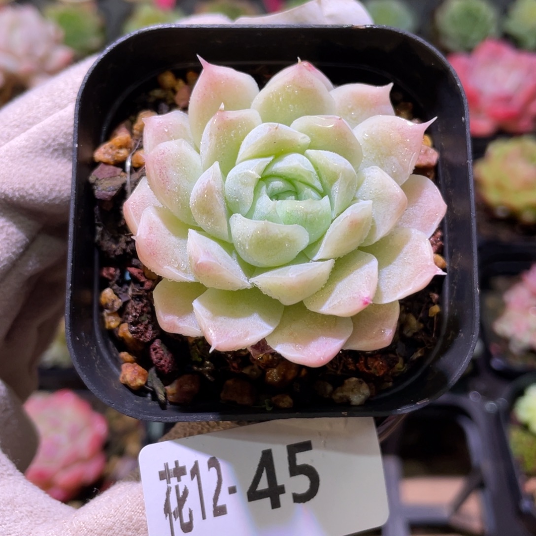 花利美12-45白月影