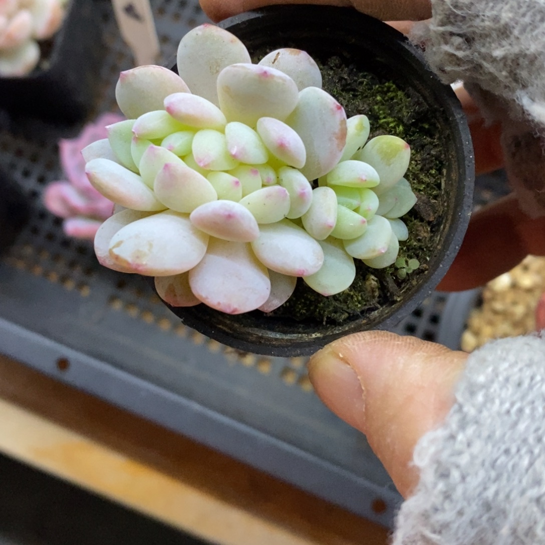 精品多肉一物一拍不包整284