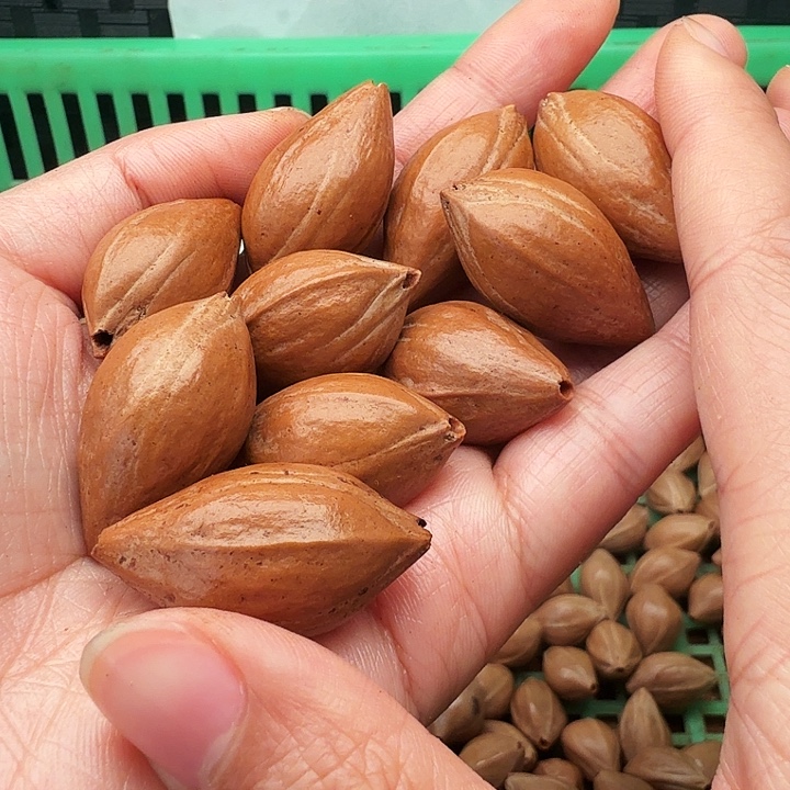 一***师手串/手链橄榄核橄榄