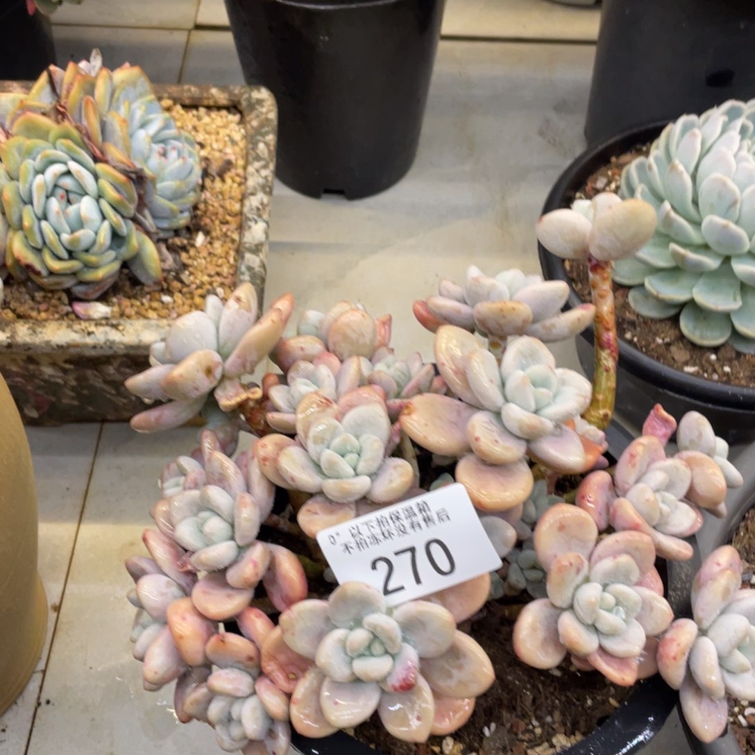 黑大帅多肉270洛神