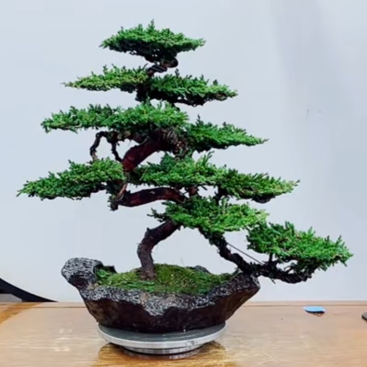 精品老桩S弯珍珠柏