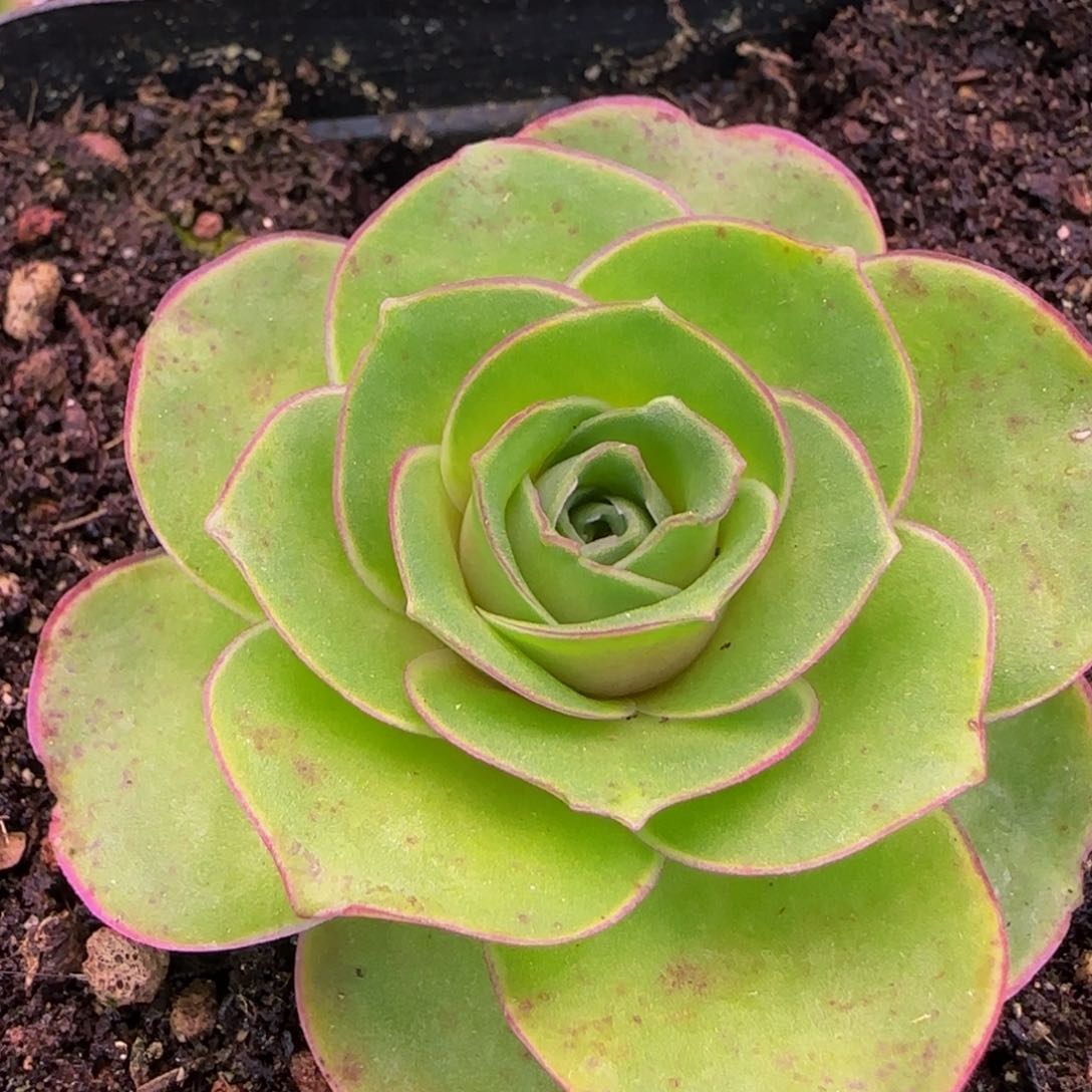 福利111356867686768686853