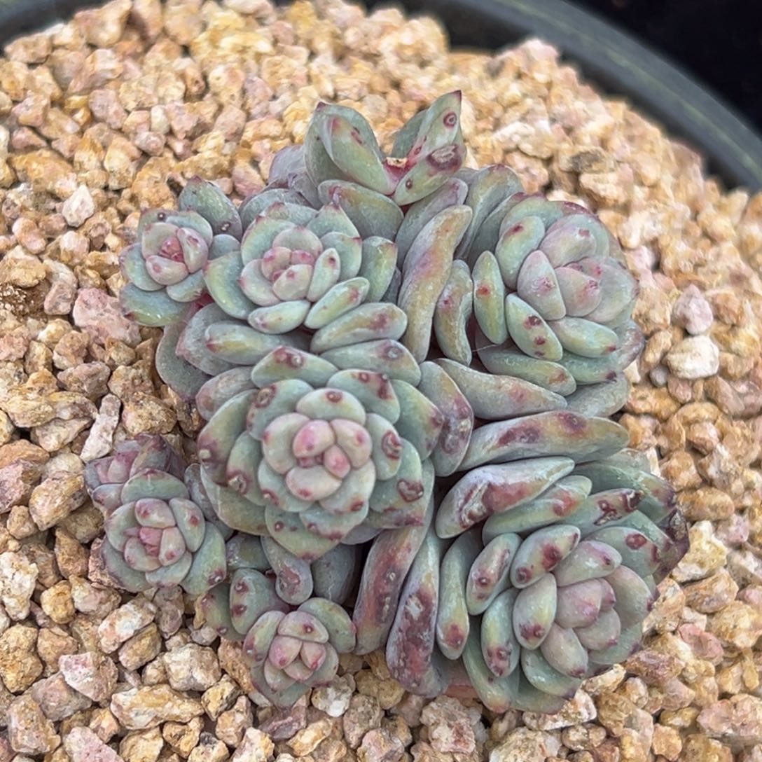  新年快乐 新年快乐