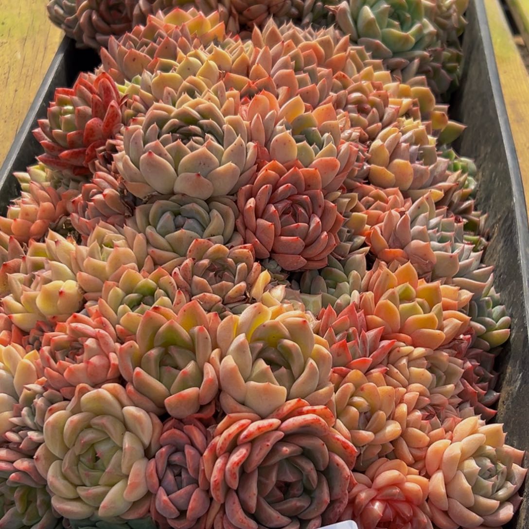 296多肉葡萄的价格是多少