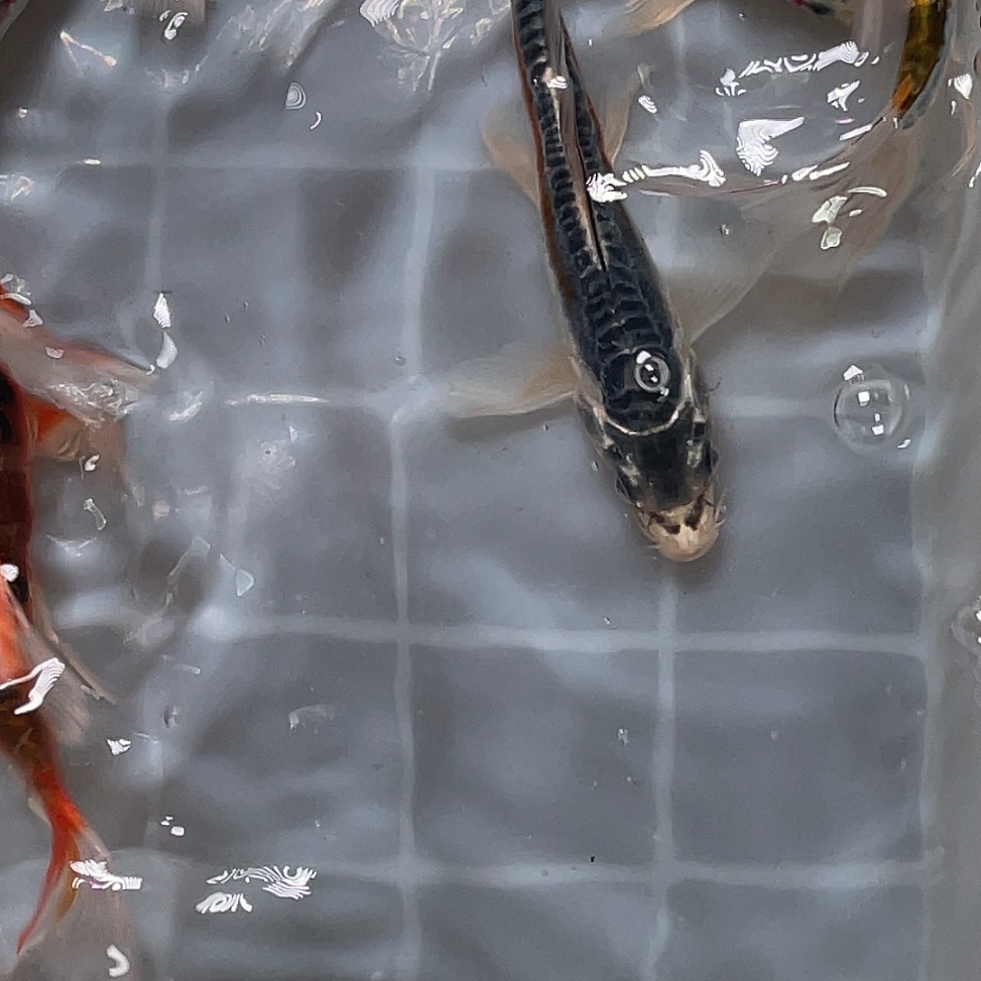 锦鲤包邮，包损，64