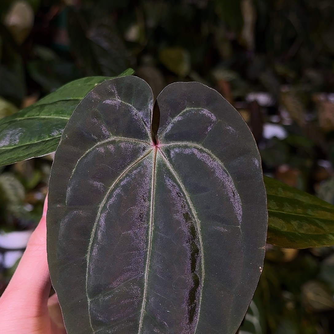 不开花植物kos杂黑凤凰M95