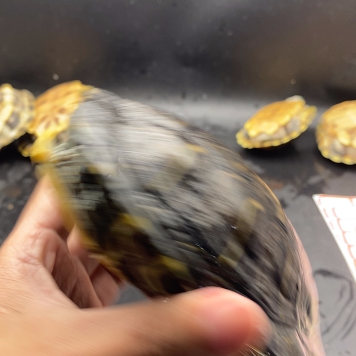 巴西彩龟母6666666