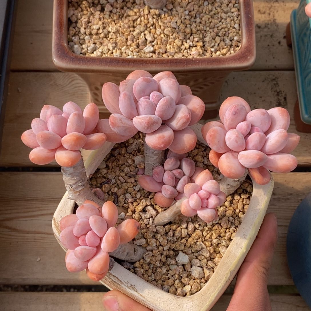 一物一拍精品多肉满38包邮_九年香水种草价