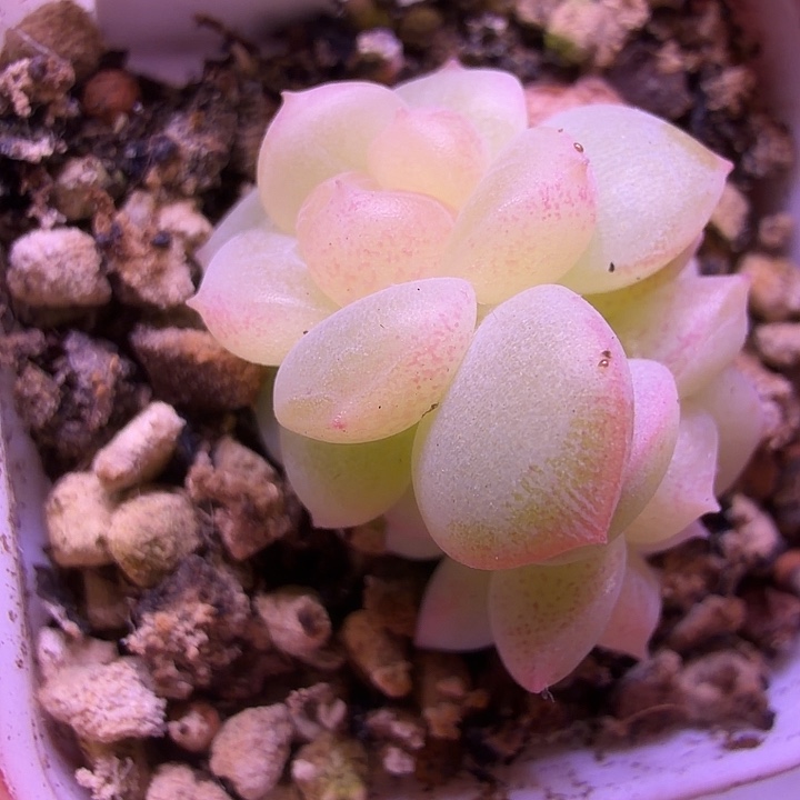 甜心T4一物一拍四方盆