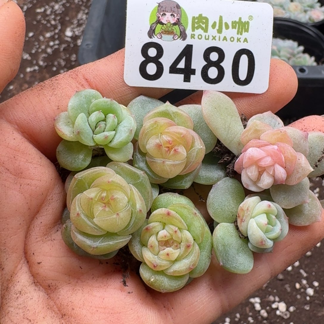 泡***x多肉植物多肉植物