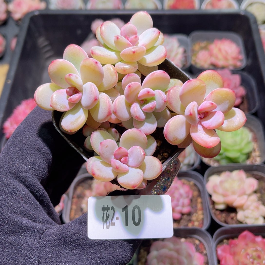 红陶花利美2-10新品群