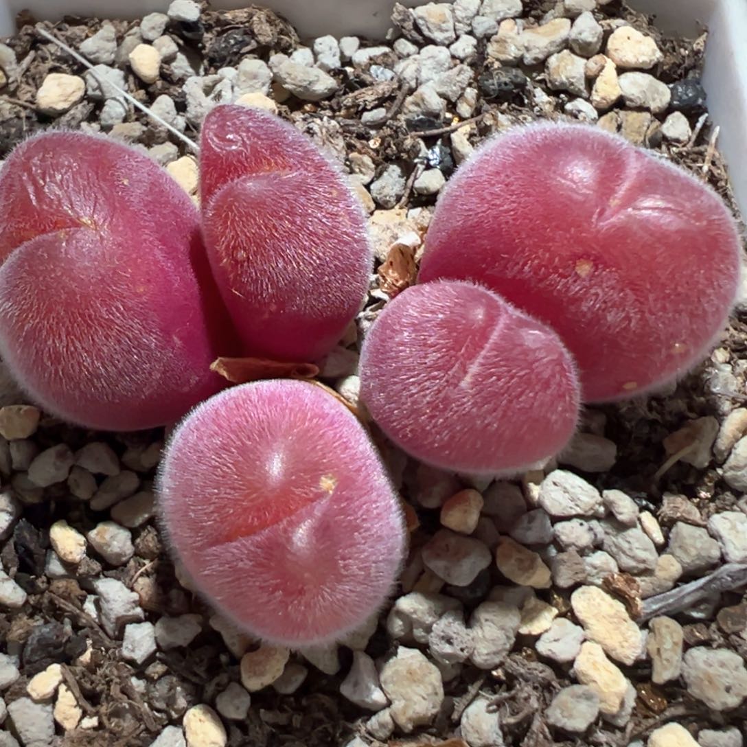 长毛毛翠滴 肉锥植物