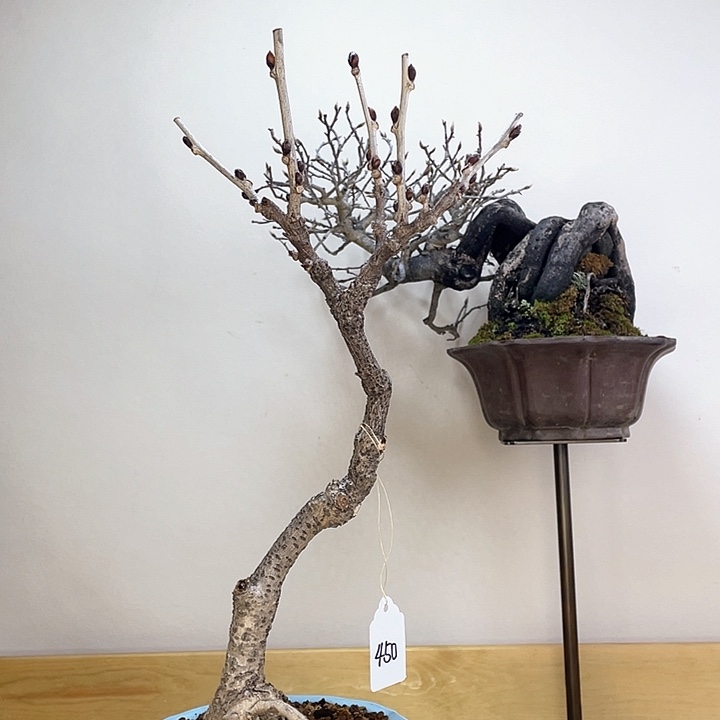 木本丰花紫藤盆栽