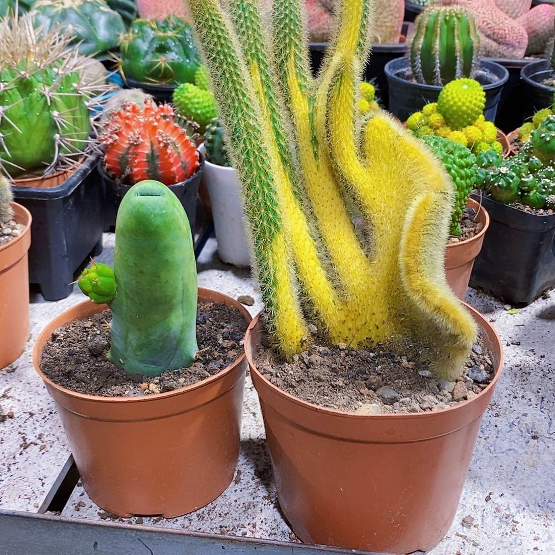 无花朵两颗1111111111111111个