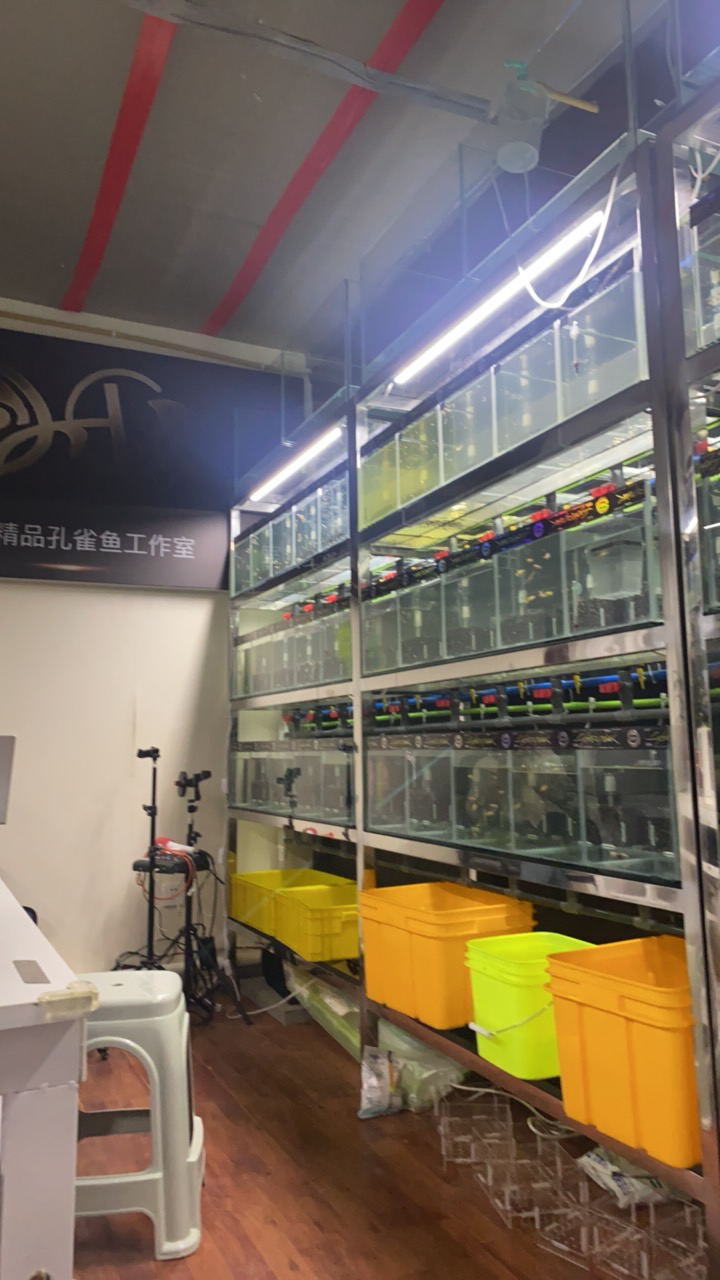 直播间孔雀鱼专用链接（不包损）