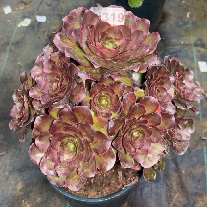 魅金玫瑰319多肉法师一物一拍