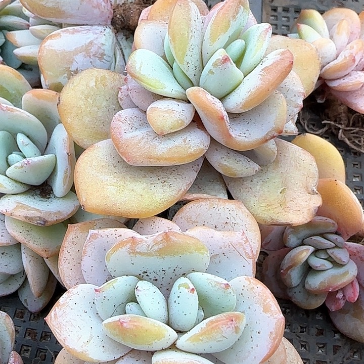 用****2青蛙王子儿童牙膏111