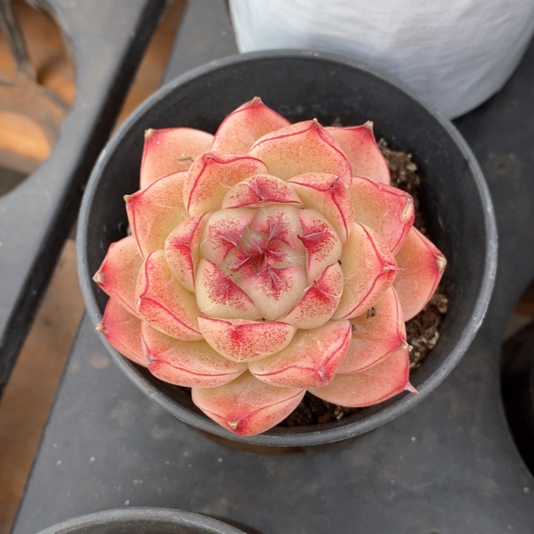 精品多肉一物一拍不包整21