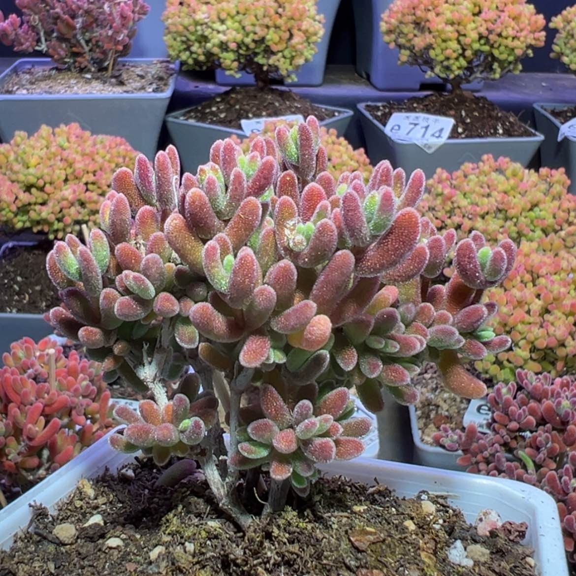 【闪购商品】e733老桩琉璃枝干番杏