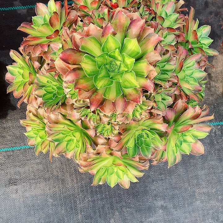 少华法师图片多肉植物