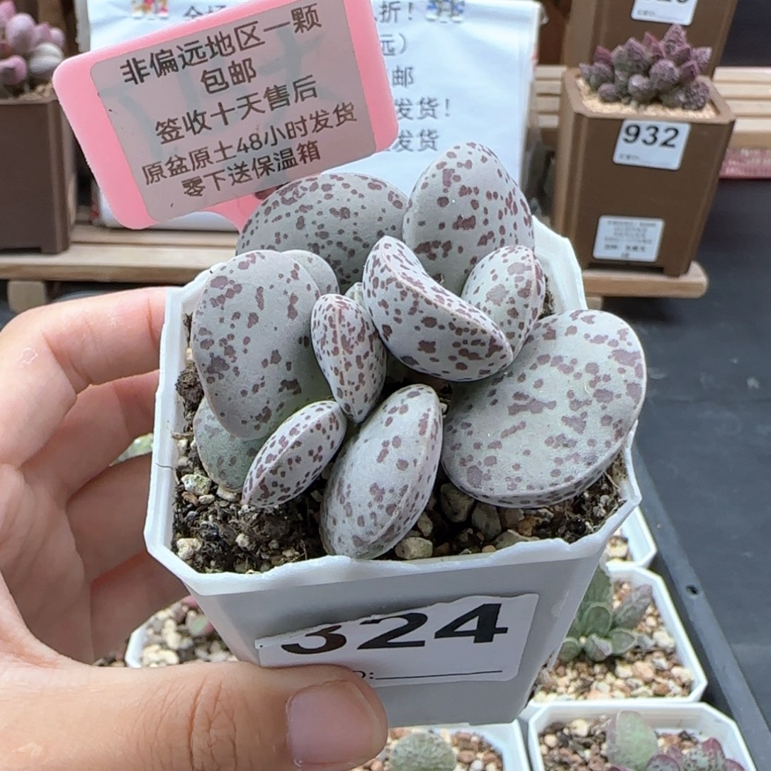 324巨型花旦多肉