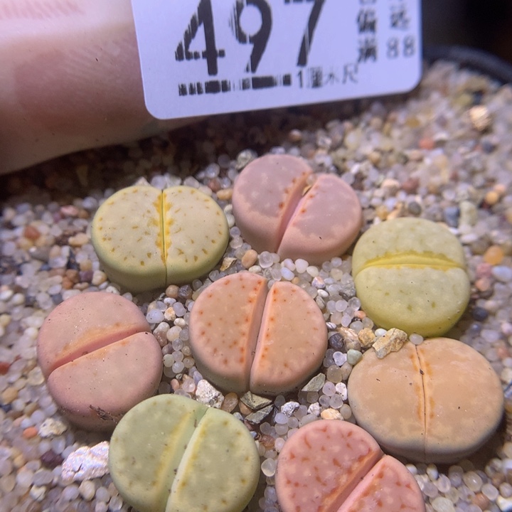 精品生石花218.497