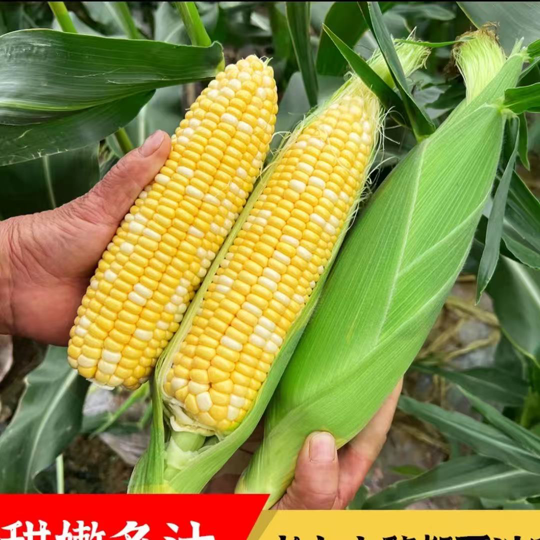 【腾冲阿玖】云南土特产【金银水果玉米】