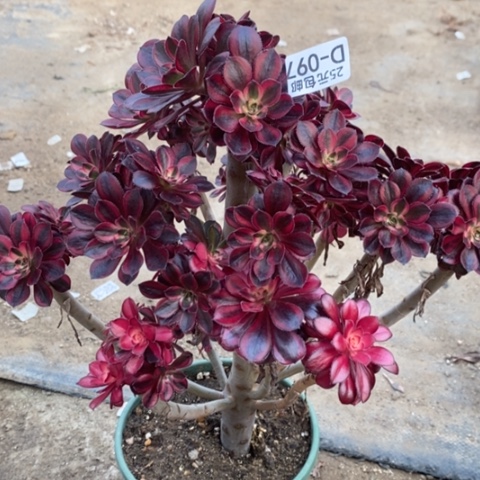 97香奈儿砍过满25包邮多肉