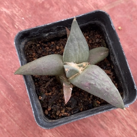 实生牡丹6仙人球