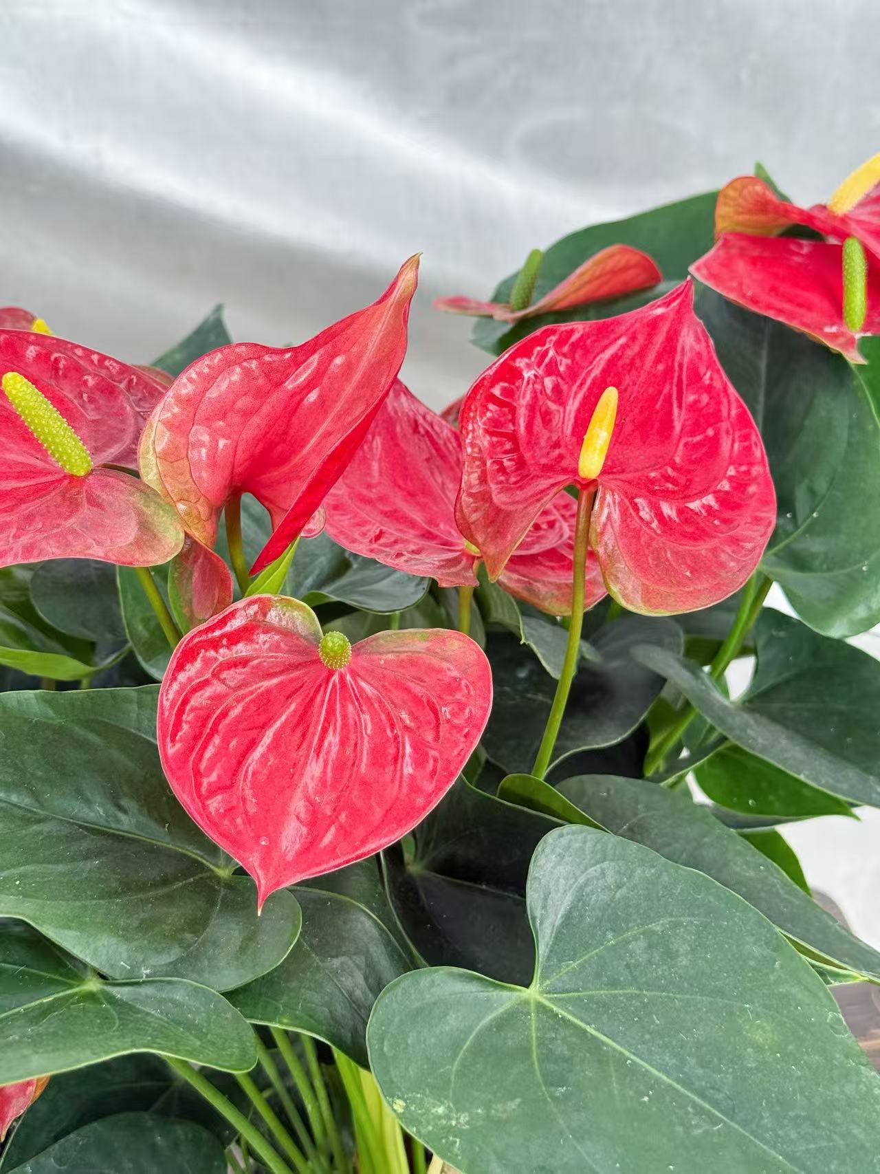红掌盆栽室内绿植花卉四季开花好养活鸿运当头