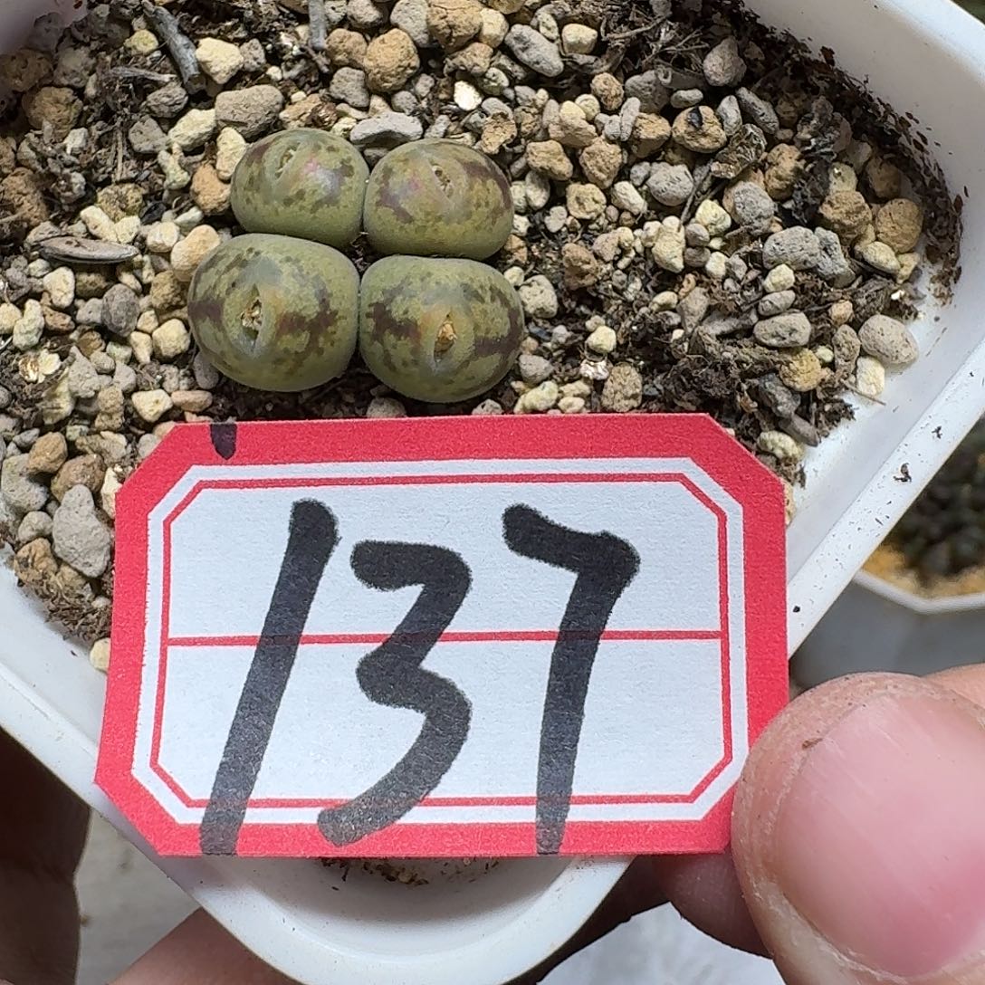 曼***塔多肉植物的人生fhhj