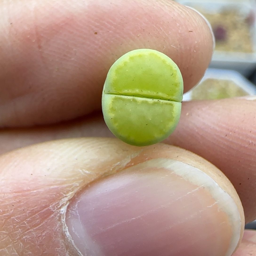 420小个子清框福利30包邮