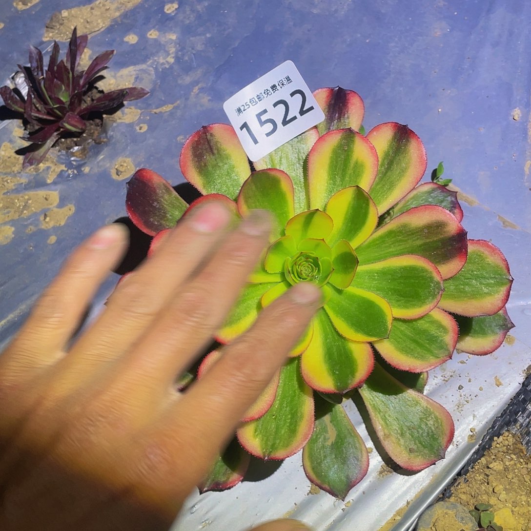 1522火狐多肉植物