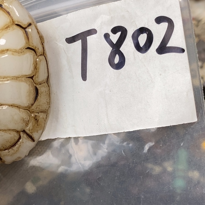 用***6金属德宝文玩专属链接