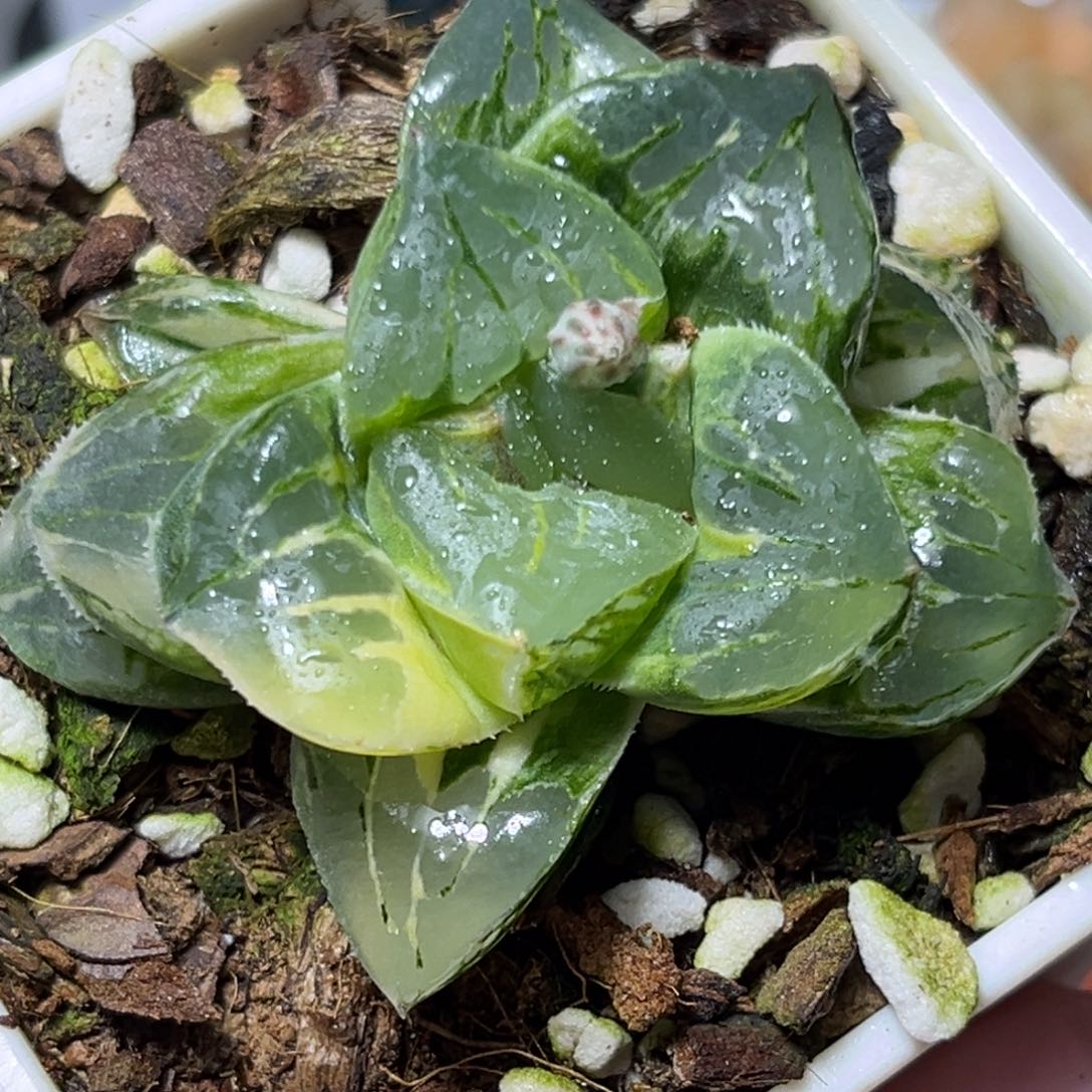 恭喜发财大吉大利0387