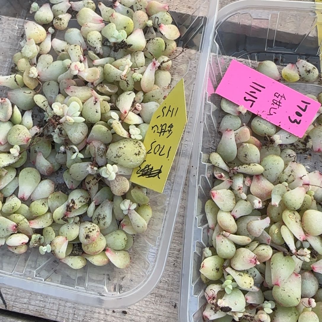 1703荧灯芝麻穴一个满25包邮