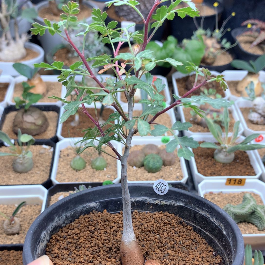 实生橡木漆树带盆多肉