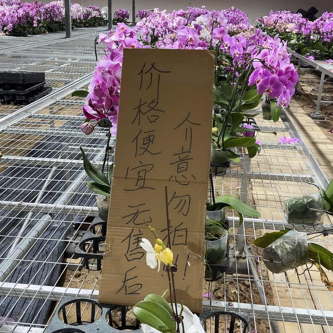 睿***完全开放蝴蝶兰1个 不售后