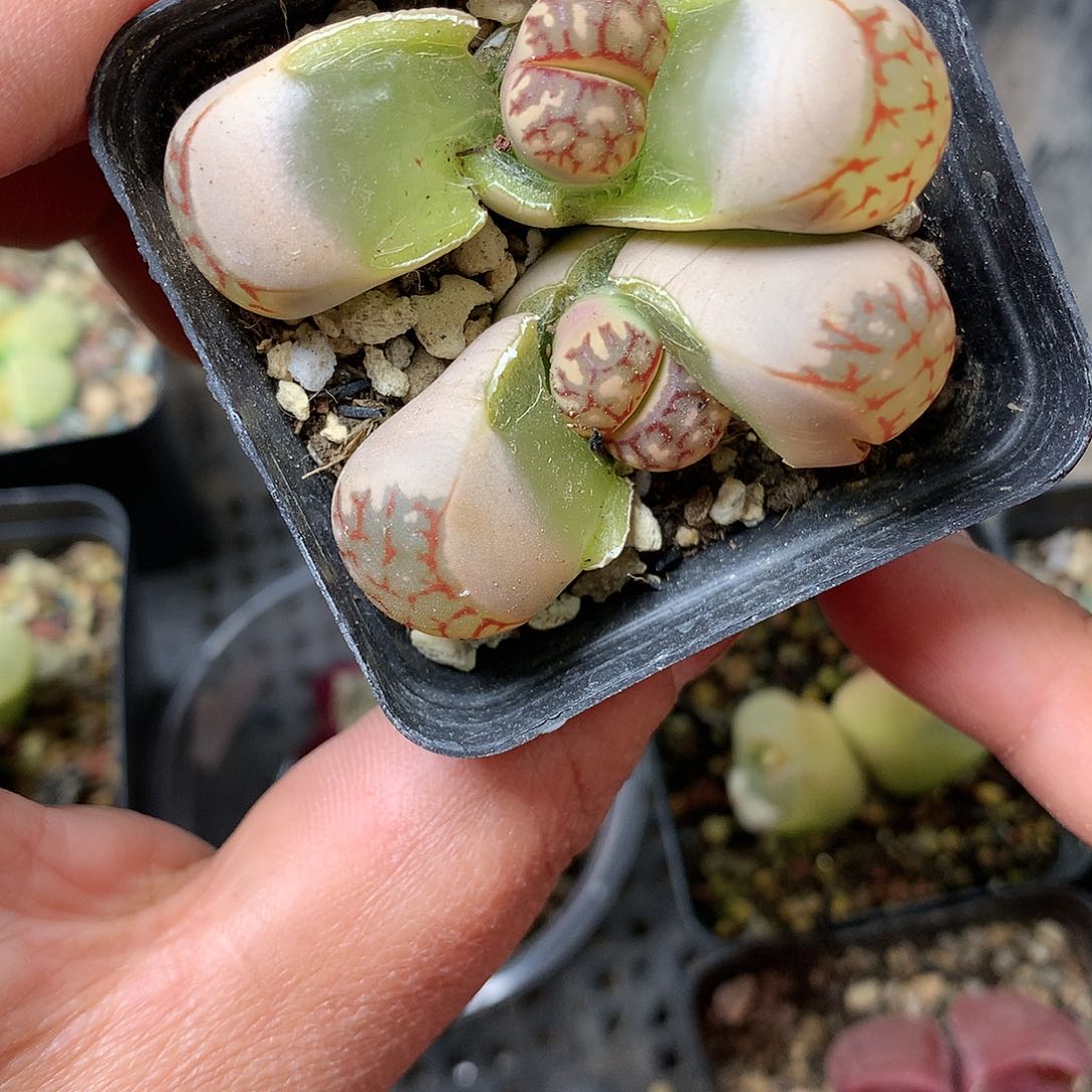 B121多肉植物保护研究所