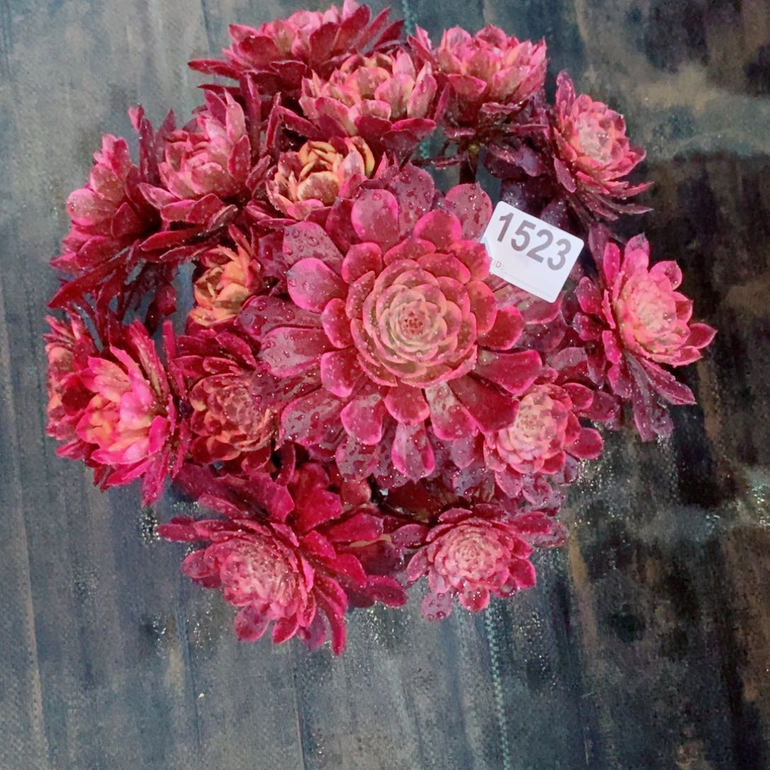 烟花1523多肉1111