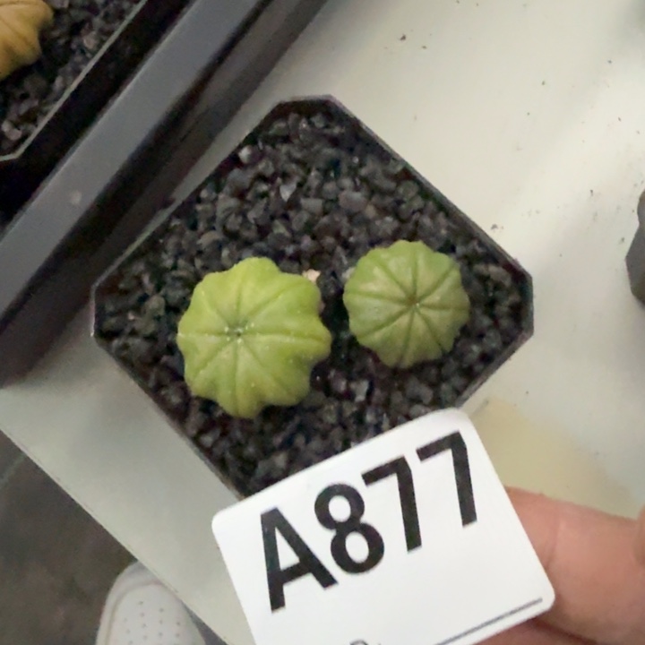 漫***步兜星球仙人球877号