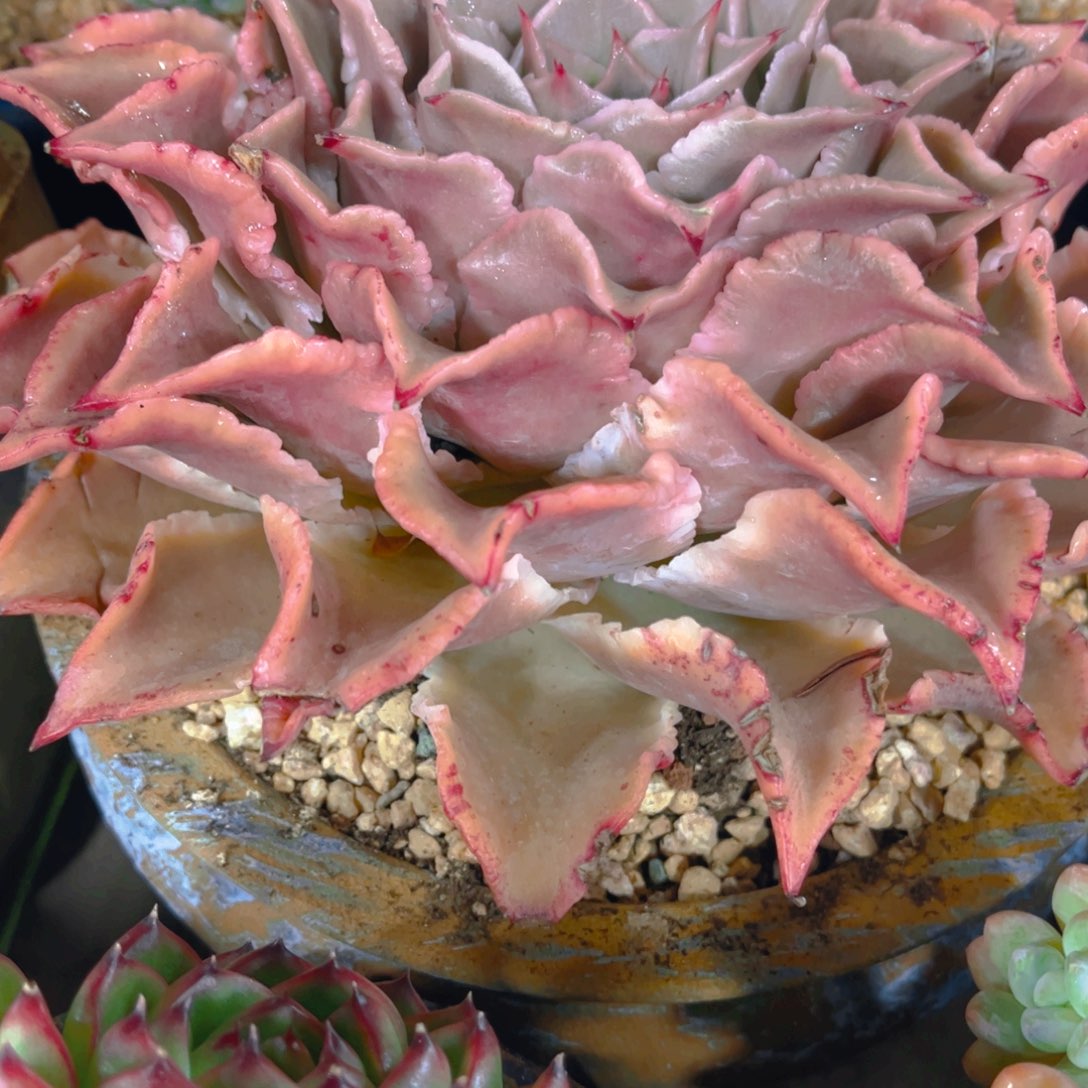 红***提多肉植物保护研究所所长的