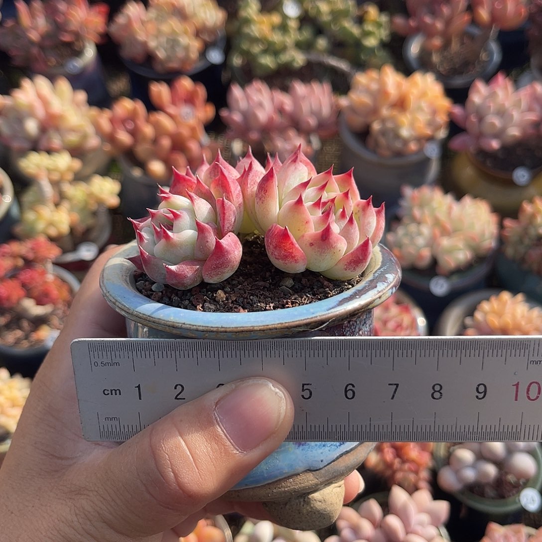 半***火一物一拍原盆原土